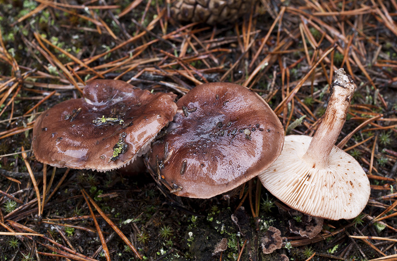 Tricholoma albobrunneum